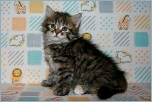 Female Siberian Kitten from Deedlebug Siberians